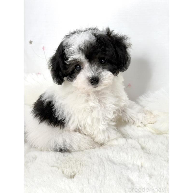 販売中の大阪府のタイニープードル-447621の1枚目