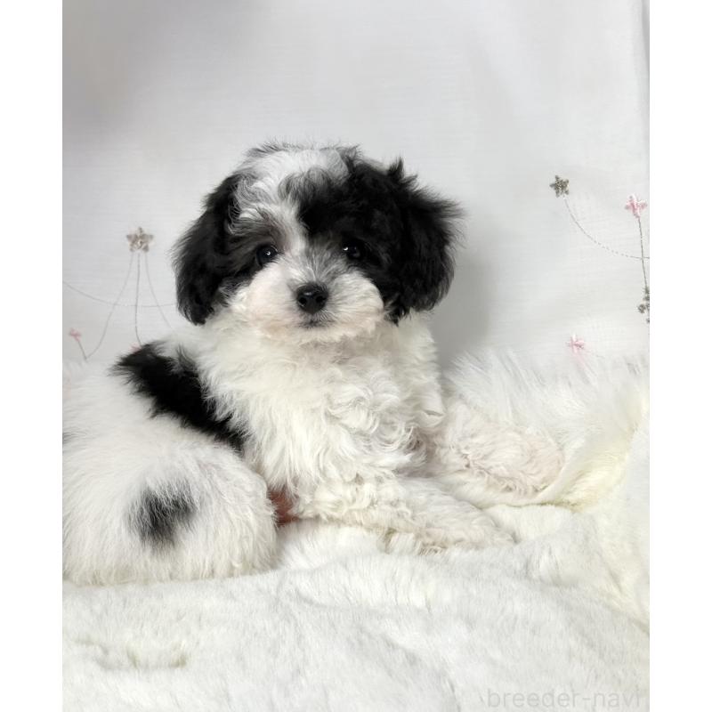 販売中の大阪府のタイニープードル-447621の6枚目