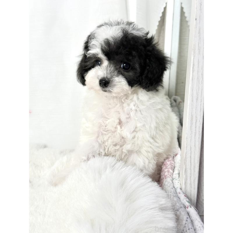 販売中の大阪府のタイニープードル-447621の5枚目