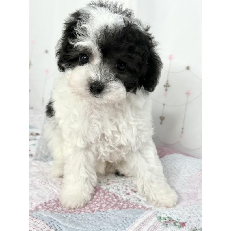 販売中の大阪府のタイニープードル-447621の3枚目