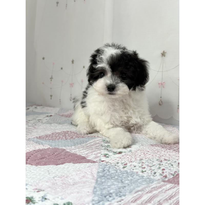 販売中の大阪府のタイニープードル-447621の2枚目