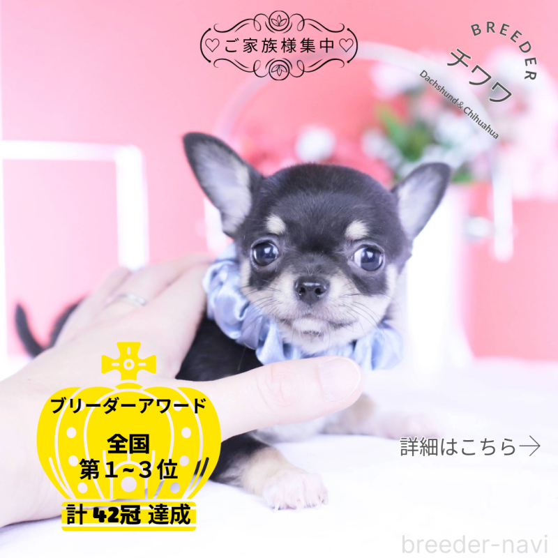 販売中の愛知県のチワワ(スムースコート)-443286