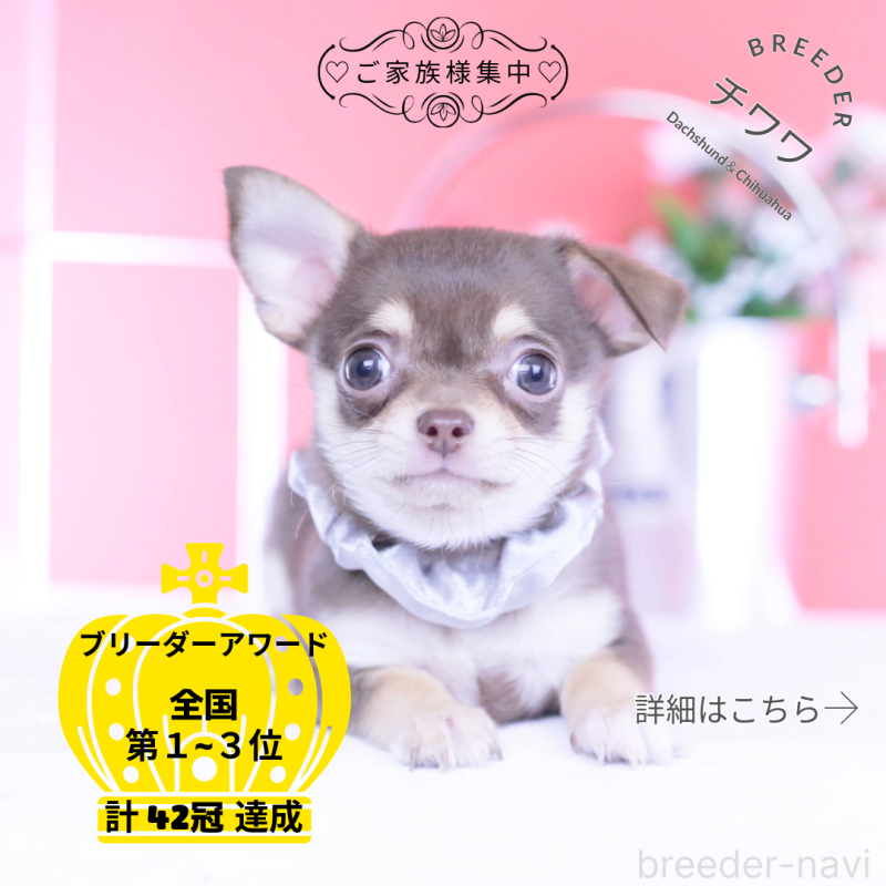 販売中の愛知県のチワワ(スムースコート)-443284