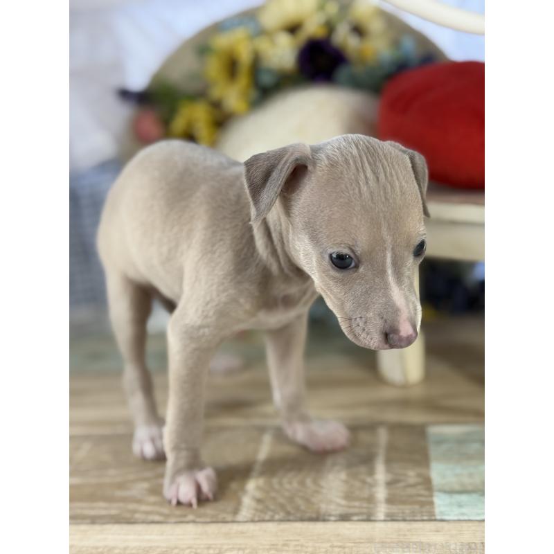 販売中の宮崎県のイタリアングレーハウンド(イタグレ)-447623の8枚目