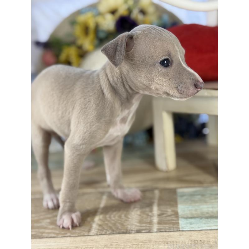 販売中の宮崎県のイタリアングレーハウンド(イタグレ)-447623の7枚目