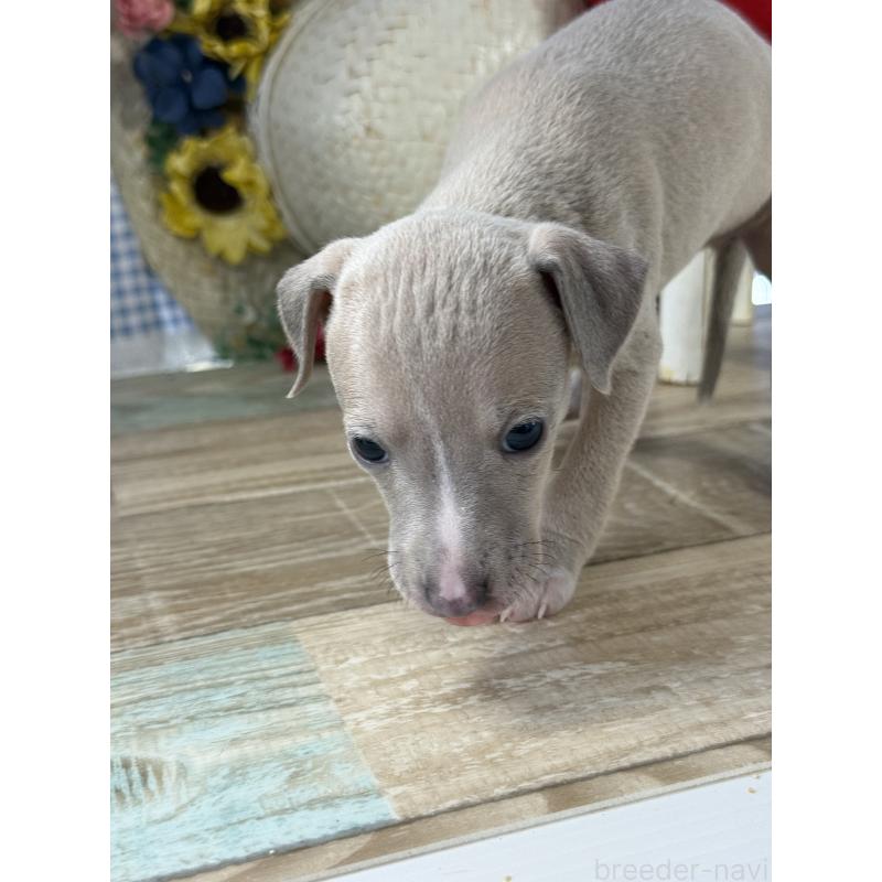 販売中の宮崎県のイタリアングレーハウンド(イタグレ)-447623の6枚目