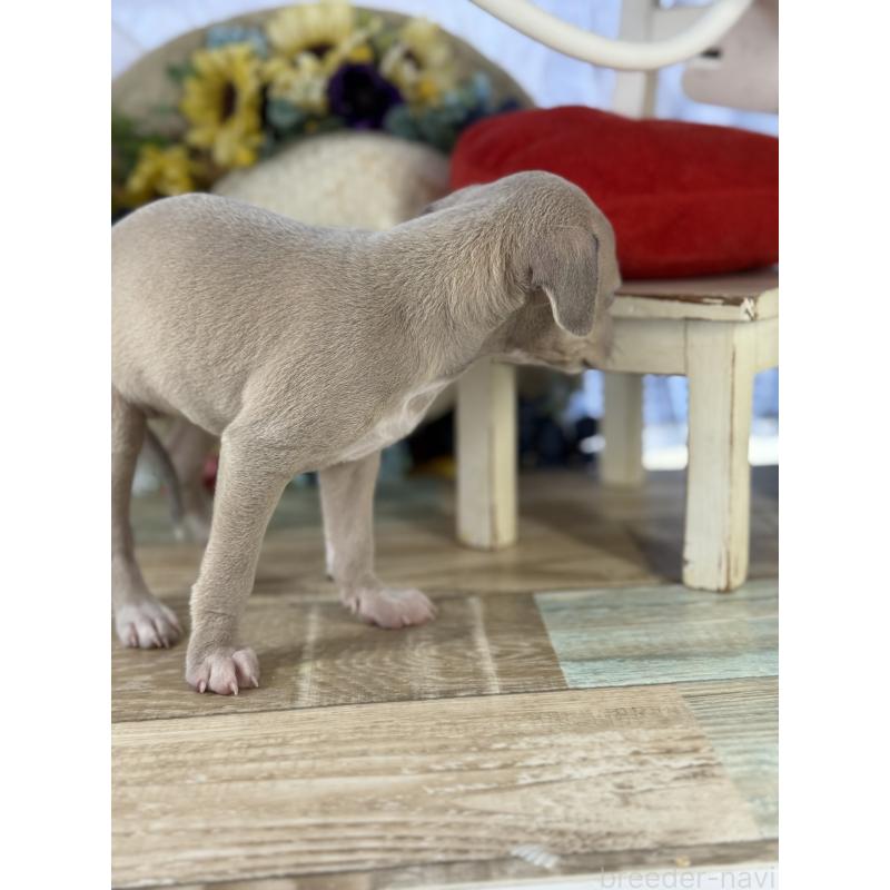 販売中の宮崎県のイタリアングレーハウンド(イタグレ)-447623の5枚目