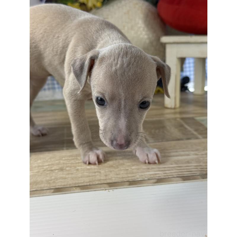 販売中の宮崎県のイタリアングレーハウンド(イタグレ)-447623の4枚目