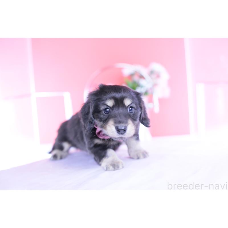 販売中の愛知県のカニンヘンダックスフンド(ロングヘアード)-447622の12枚目