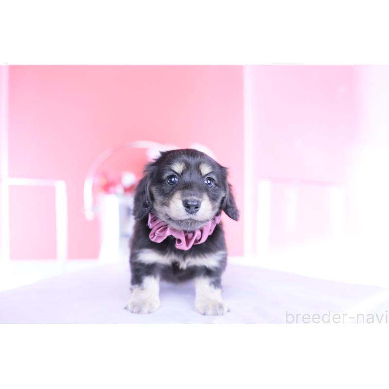 販売中の愛知県のカニンヘンダックスフンド(ロングヘアード)-447622の7枚目