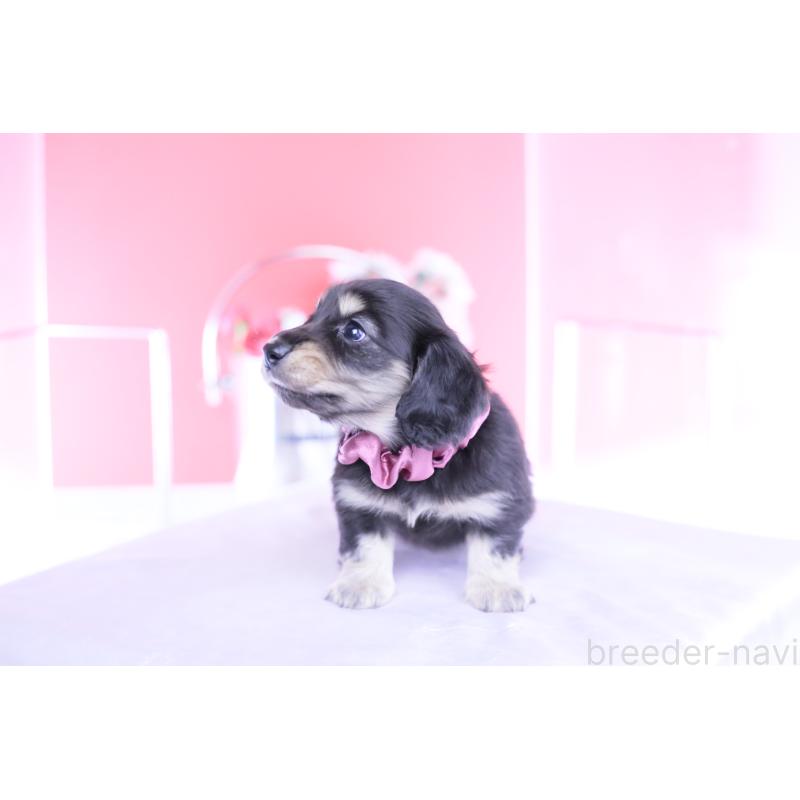 販売中の愛知県のカニンヘンダックスフンド(ロングヘアード)-447622の6枚目