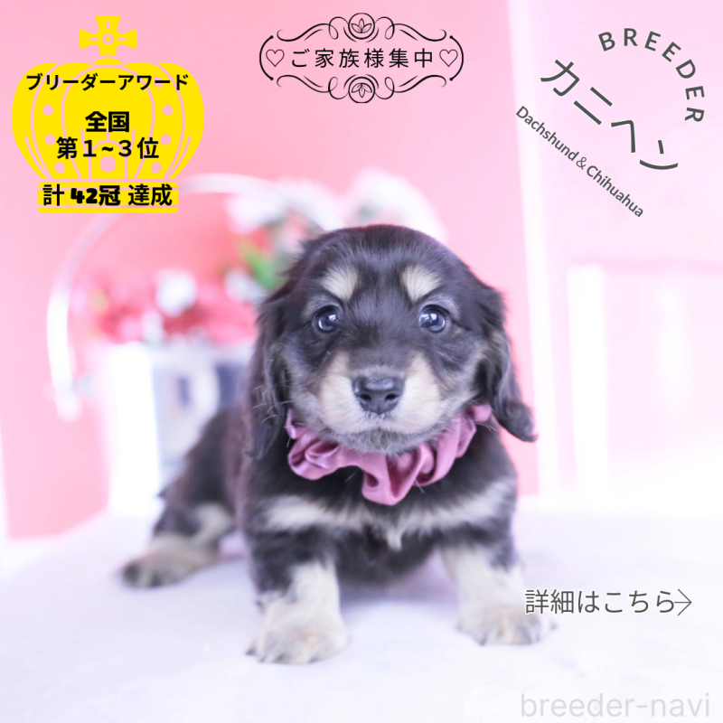 販売中の愛知県のカニンヘンダックスフンド(ロングヘアード)-447622の1枚目