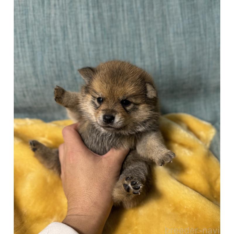 販売中の岡山県のミックス犬-447624の7枚目