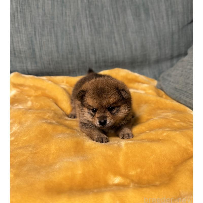 販売中の岡山県のミックス犬-447624の5枚目