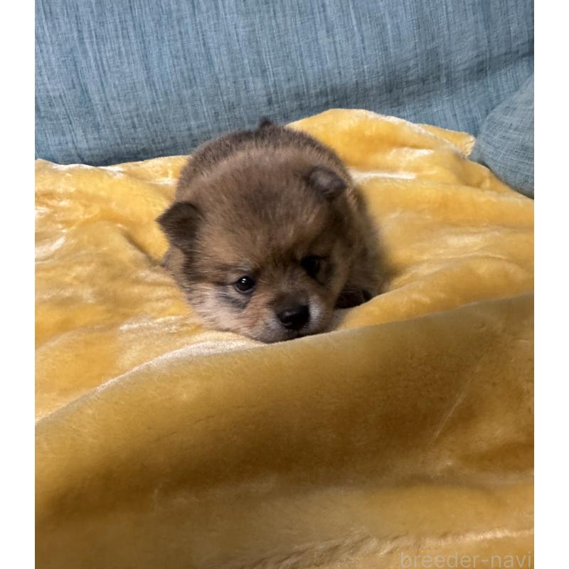 販売中の岡山県のミックス犬-447624の4枚目