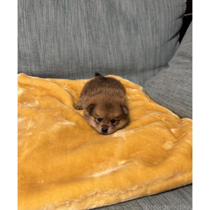 販売中の岡山県のミックス犬-447624の3枚目