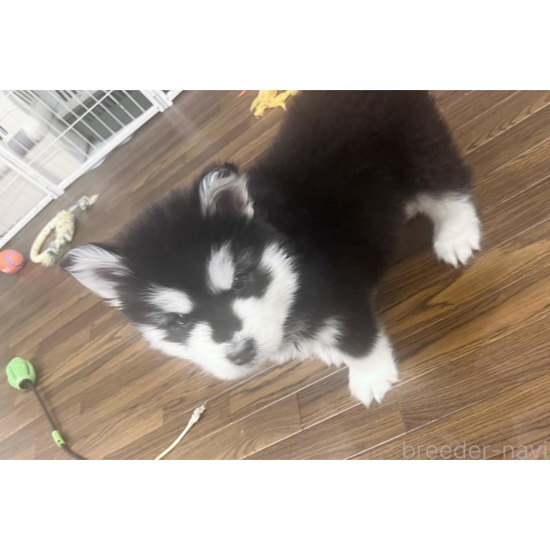 販売中の東京都のアラスカンマラミュート-446063の5枚目