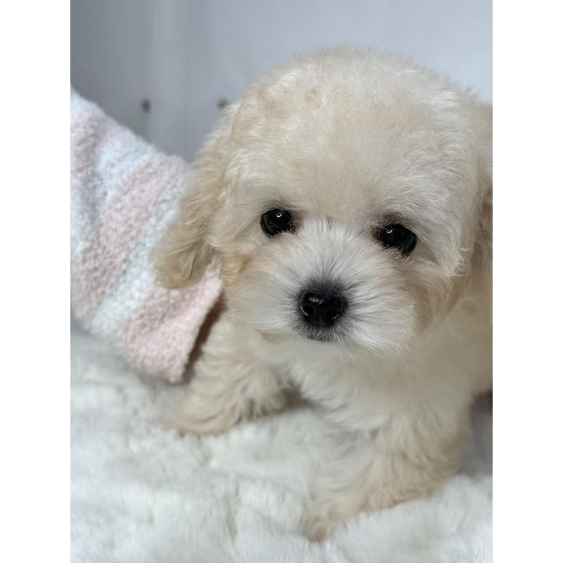 販売中の大阪府のタイニープードル-447625