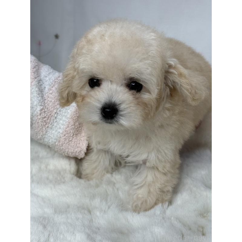 販売中の大阪府のタイニープードル-447625の14枚目