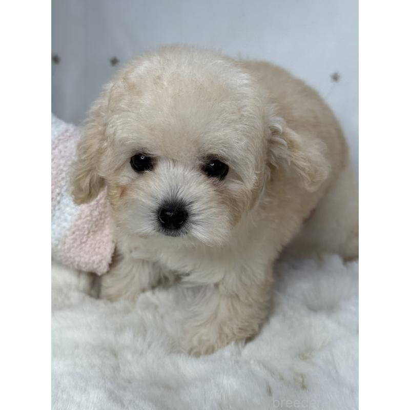 販売中の大阪府のタイニープードル-447625の13枚目