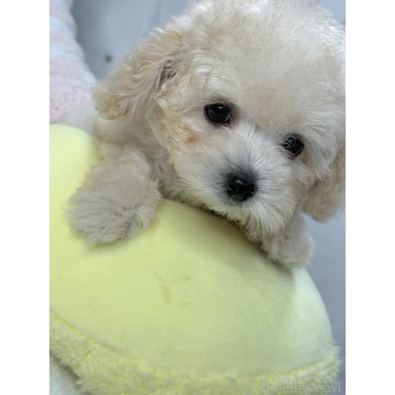 販売中の大阪府のタイニープードル-447625の12枚目