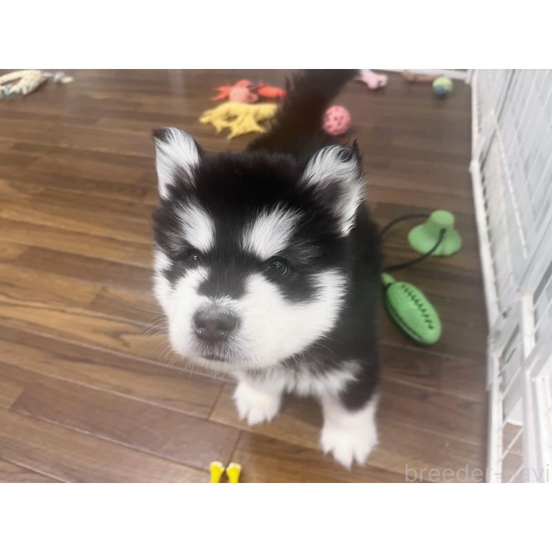 販売中の東京都のアラスカンマラミュート-446063の4枚目