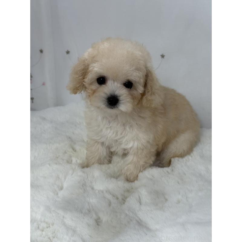 販売中の大阪府のタイニープードル-447625の10枚目