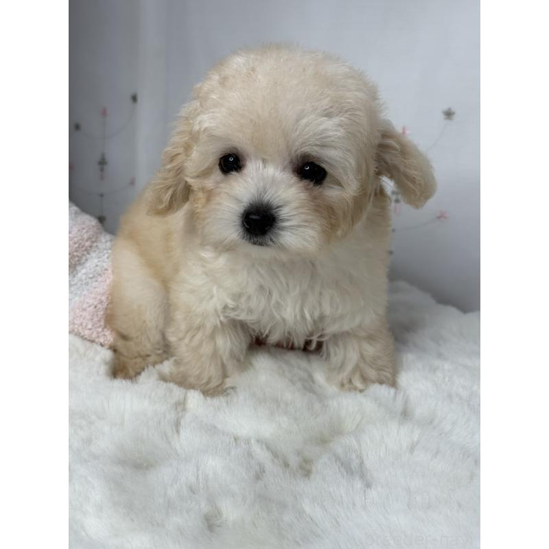 販売中の大阪府のタイニープードル-447625の8枚目