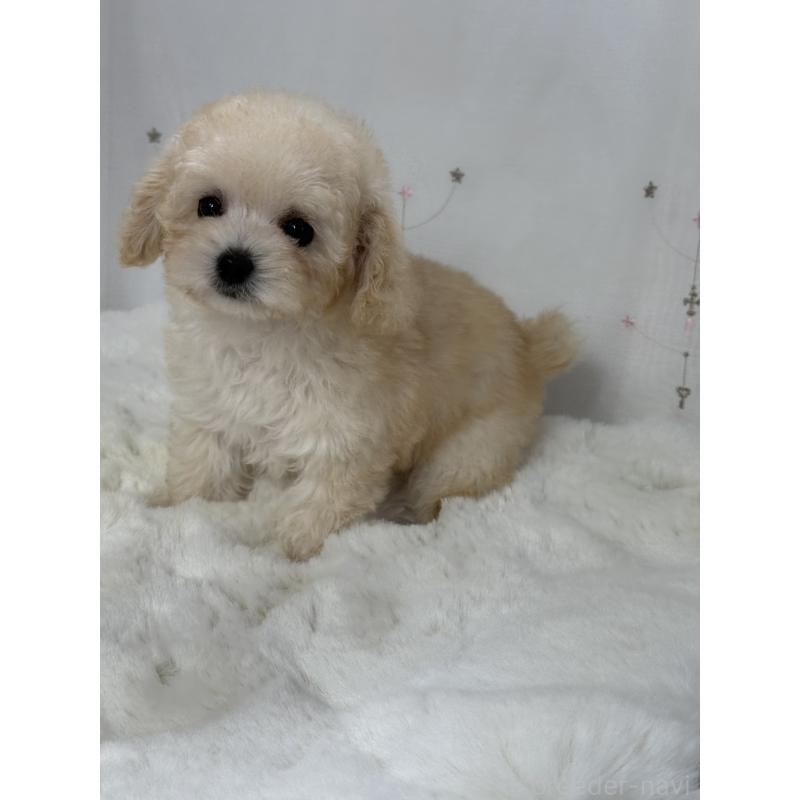 販売中の大阪府のタイニープードル-447625の7枚目