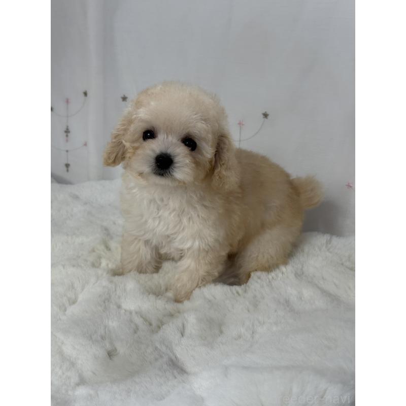 販売中の大阪府のタイニープードル-447625の6枚目