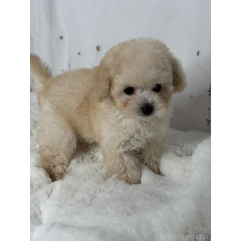 販売中の大阪府のタイニープードル-447625の5枚目