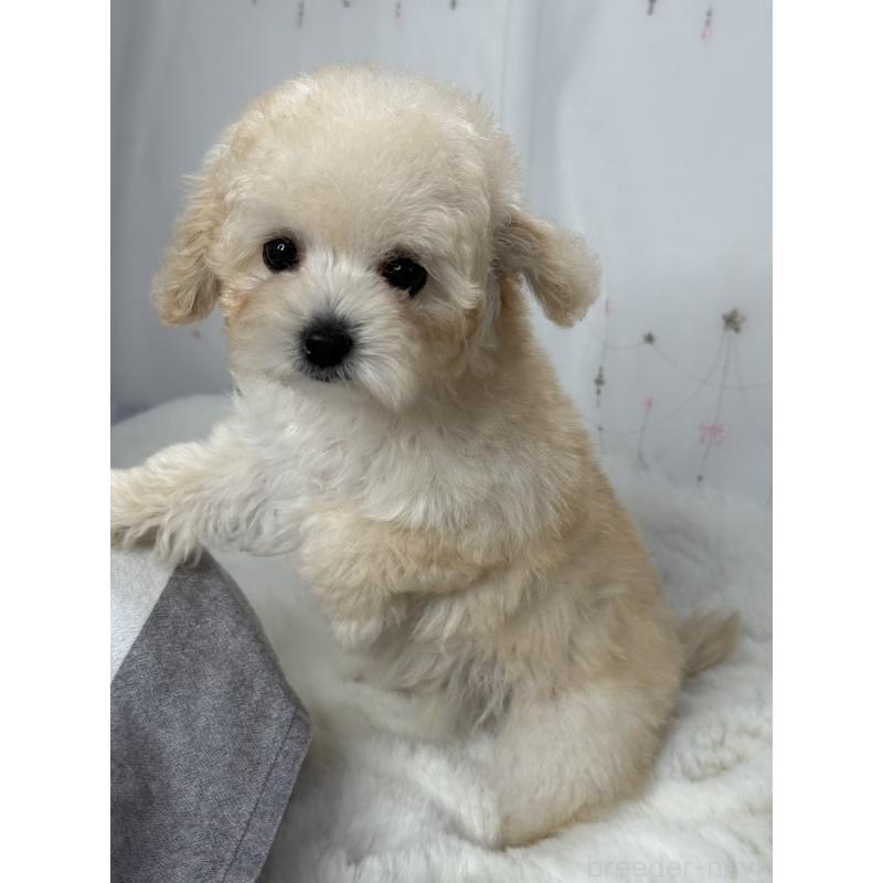 販売中の大阪府のタイニープードル-447625の4枚目