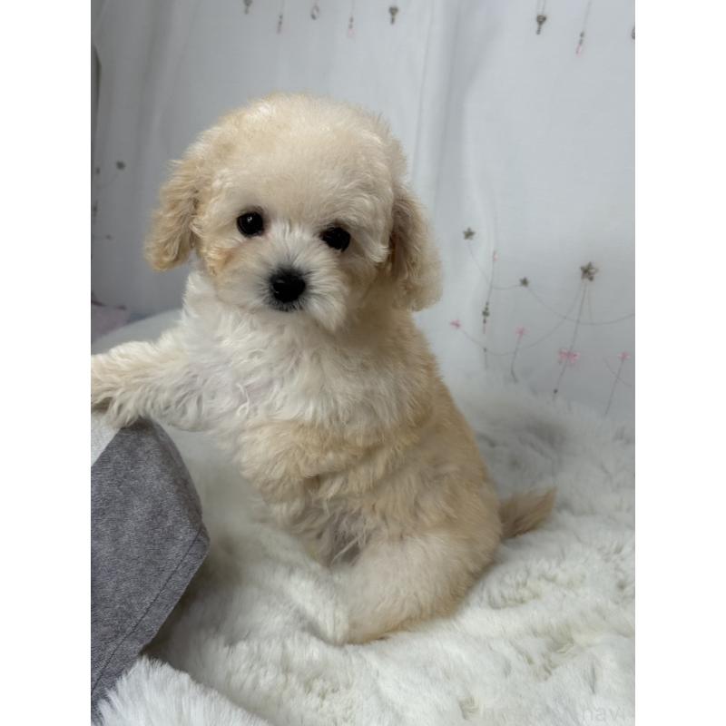 販売中の大阪府のタイニープードル-447625の3枚目