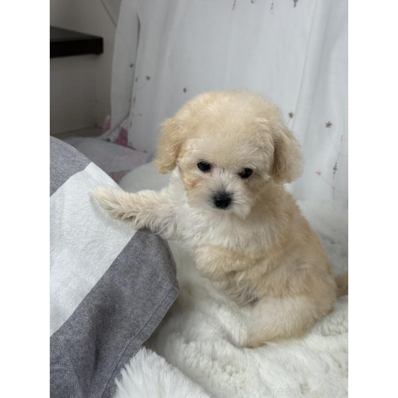 販売中の大阪府のタイニープードル-447625の2枚目