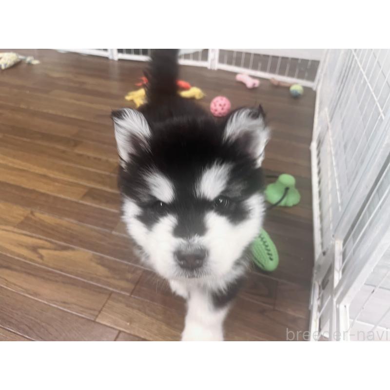 販売中の東京都のアラスカンマラミュート-446063の3枚目