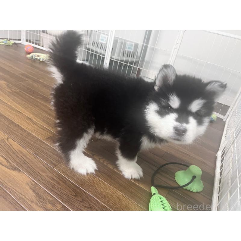 販売中の東京都のアラスカンマラミュート-446063の2枚目