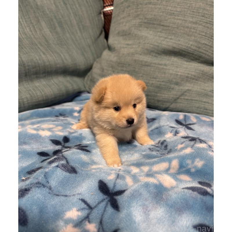 販売中の岡山県のミックス犬-447626の8枚目