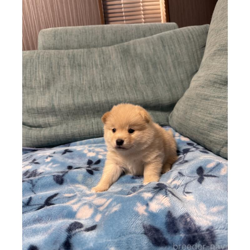 販売中の岡山県のミックス犬-447626の7枚目