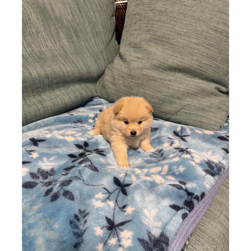 販売中の岡山県のミックス犬-447626の6枚目