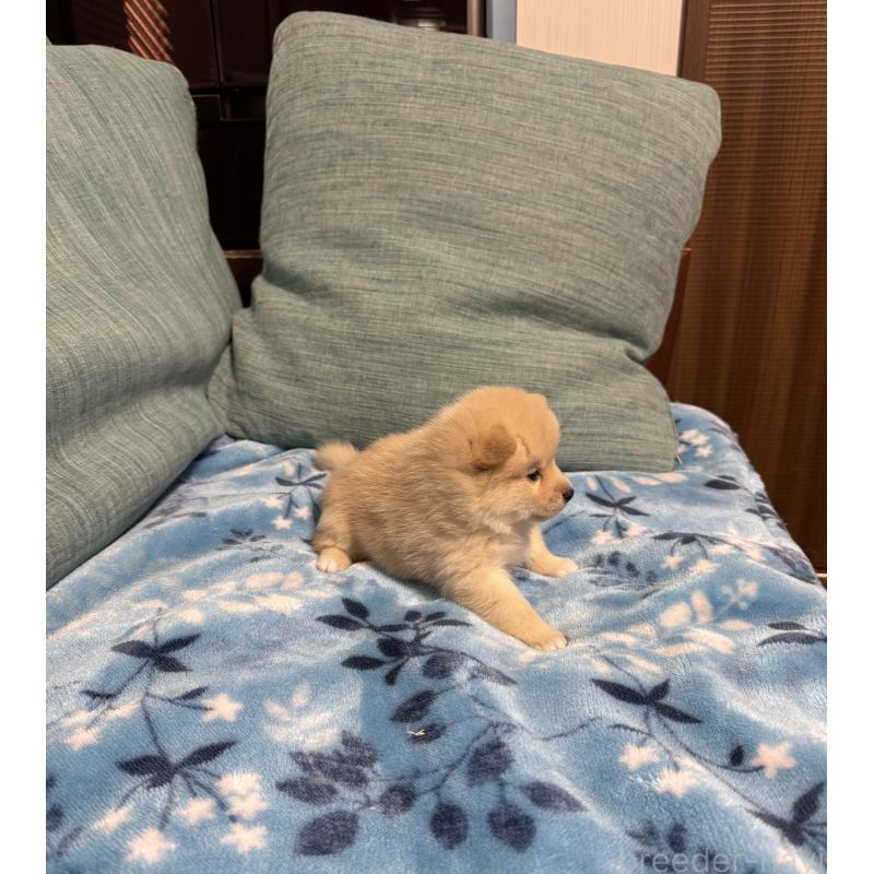 販売中の岡山県のミックス犬-447626の5枚目