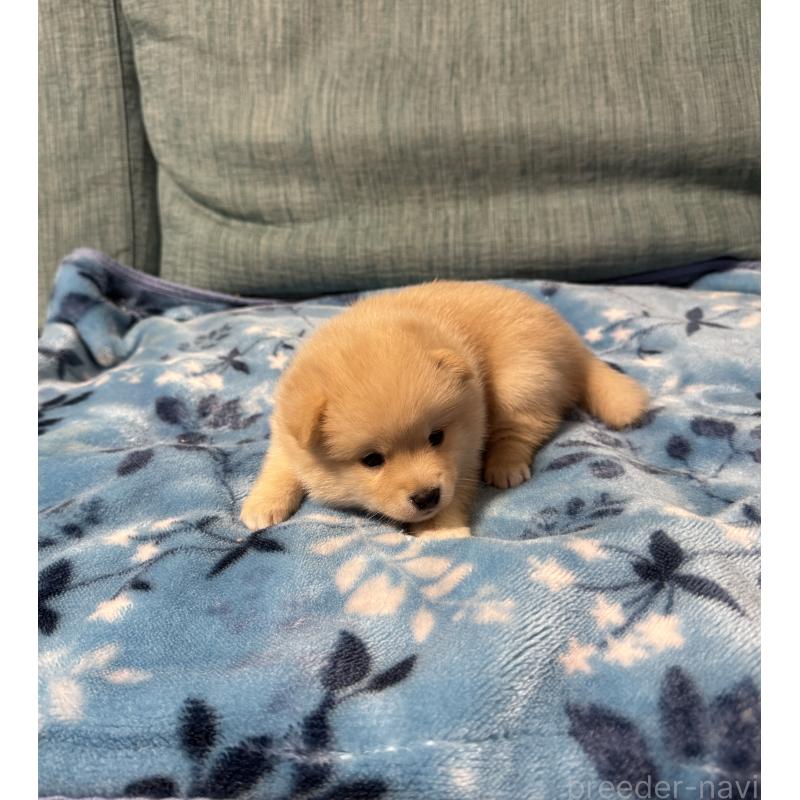 販売中の岡山県のミックス犬-447626の4枚目