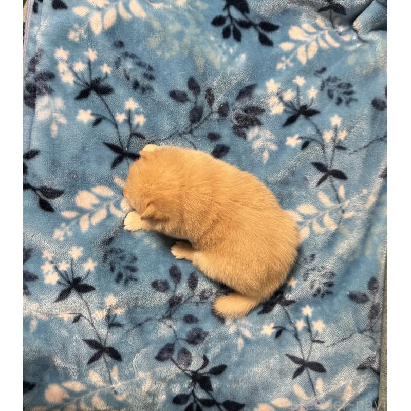 販売中の岡山県のミックス犬-447626の2枚目