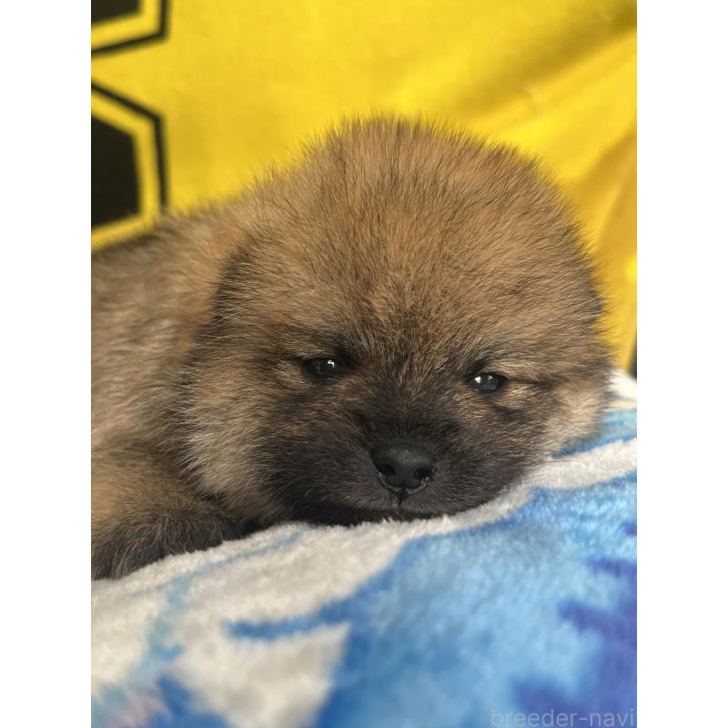 販売中の栃木県のミックス犬-447668の2枚目