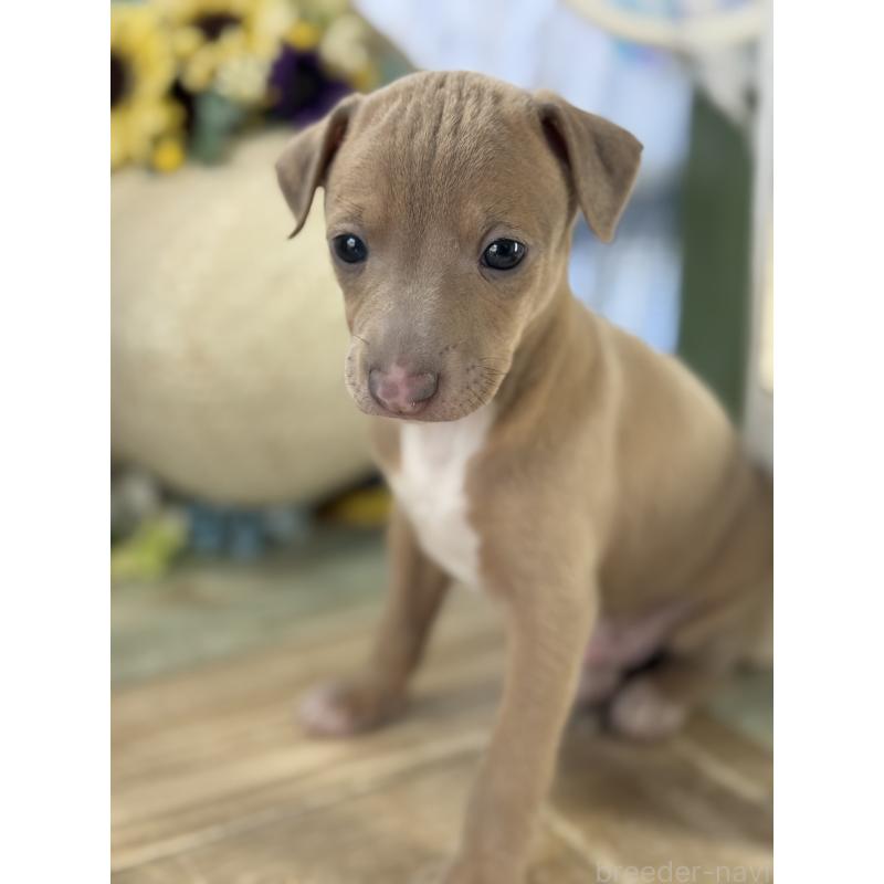 販売中の宮崎県のイタリアングレーハウンド(イタグレ)-447627の3枚目