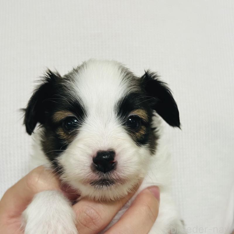 販売中の埼玉県のパピヨン-445040