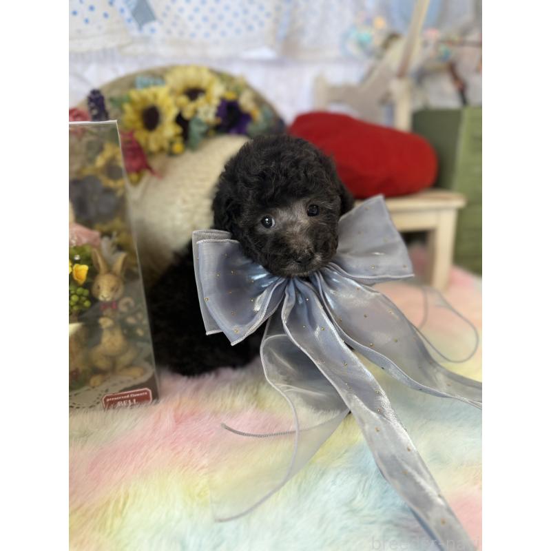 販売中の宮崎県のタイニープードル-447628の7枚目