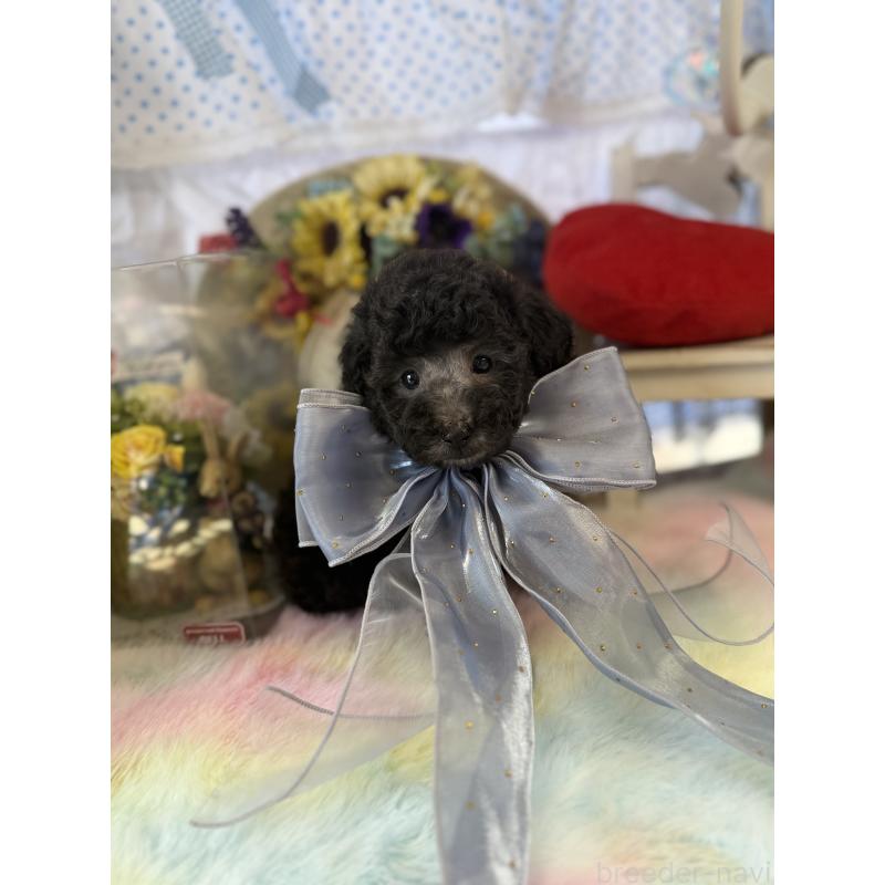 販売中の宮崎県のタイニープードル-447628の6枚目