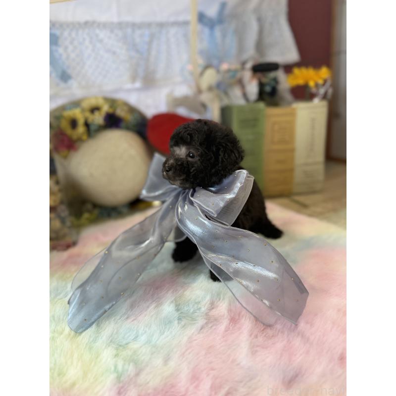 販売中の宮崎県のタイニープードル-447628の5枚目