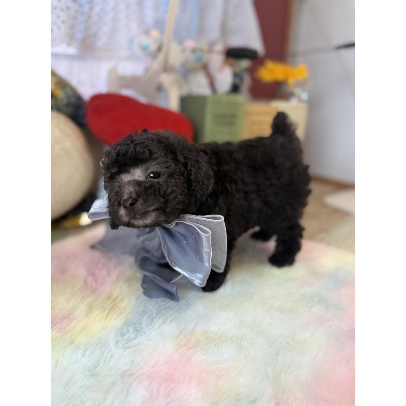 販売中の宮崎県のタイニープードル-447628の4枚目