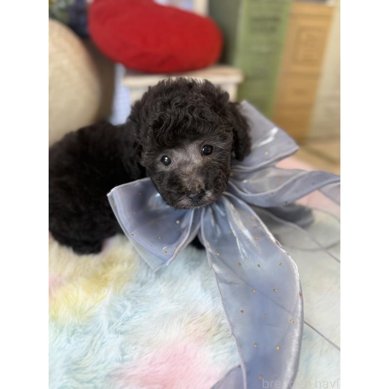 販売中の宮崎県のタイニープードル-447628の3枚目